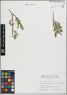 Foto von Salix hastata L.